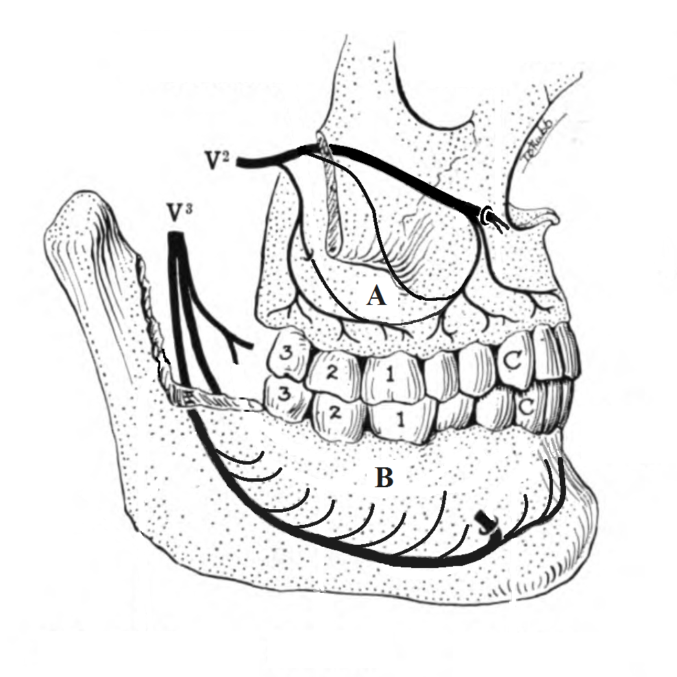 Innervation dentaire - reseau de nerfs transmettant la douleur depuis la dent vers le cerveau